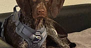 Ruby Sue is registered to the contest to win money with this photo: dog, canine, brown_dog, chocolate_lab, pet, harness, couch, indoors, portrait, lying_down, front_view, floppy_ears, brown_fur, paws, nose, eyes, relaxed, alert, home, animal