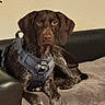 dog, canine, brown_dog, chocolate_lab, pet, harness, couch, indoors, portrait, lying_down, front_view, floppy_ears, brown_fur, paws, nose, eyes, relaxed, alert, home, animal