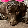 dog, puppy, chocolate_lab, brown_fur, floppy_ears, sad_eyes, tears, close_up, portrait, indoor, couch, blanket, cozy, pet, animal, sitting, lying_down, soft_lighting, adorable, dramatic_expression