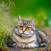 Aubrac participe au concours pour gagner de l'argent avec cette photo : animal, bokeh, cat, closeup, ears, eyes, feline, fur, grass, greenery, mammal, moss, nature, outdoor, pet, portrait, relaxed, tabby_cat, whiskers, wildlife