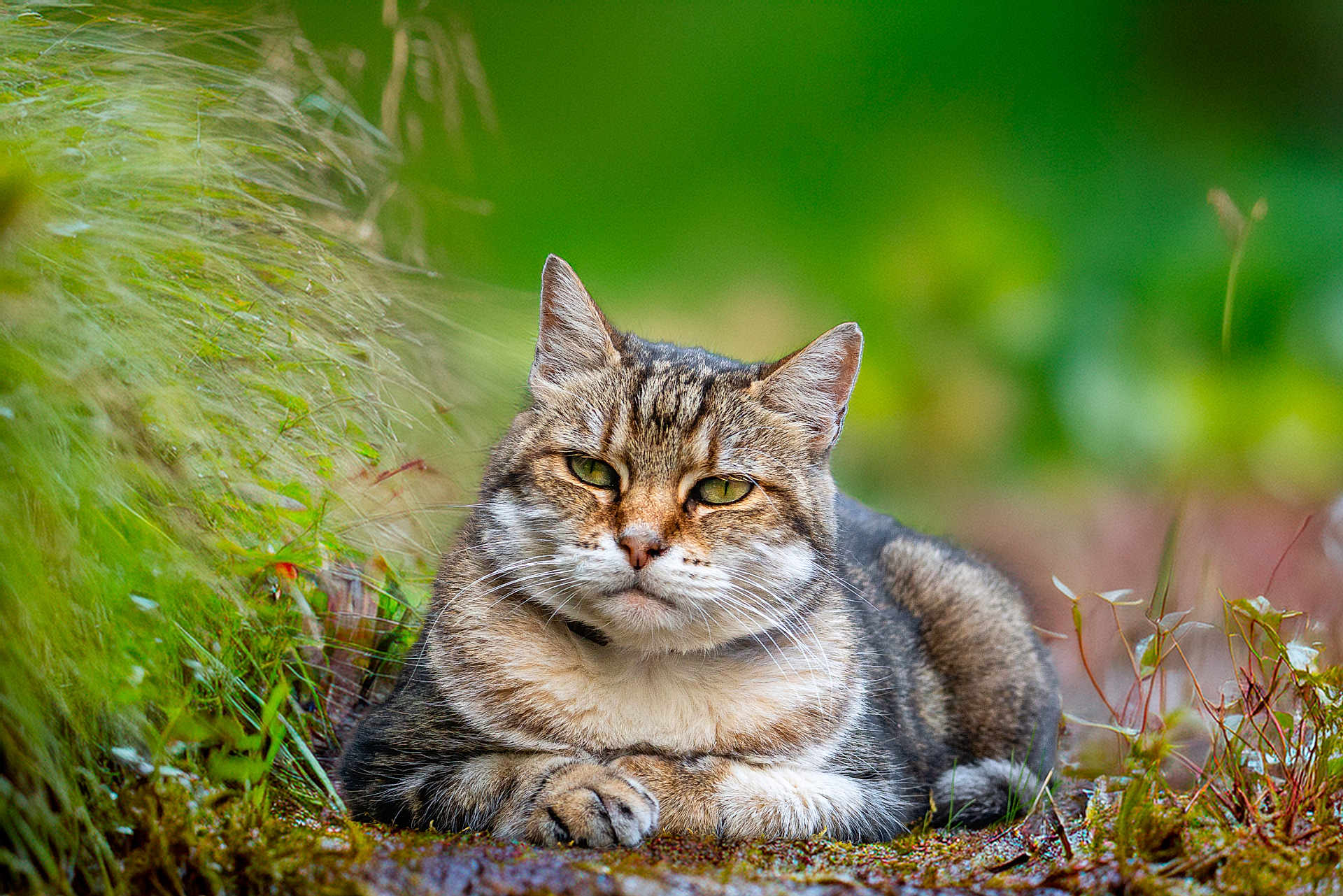 Aubrac participe au concours pour gagner de l'argent avec cette photo : animal, bokeh, cat, closeup, ears, eyes, feline, fur, grass, greenery, mammal, moss, nature, outdoor, pet, portrait, relaxed, tabby_cat, whiskers, wildlife