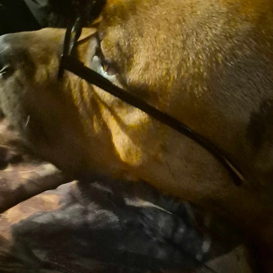 Brutus
