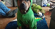 Brutus joined the competition — help win amazing prizes! dog, costume, dinosaur, green, pet, indoor, living_room, rug, furniture, person, clothing, toy, ball, carpet, casual, seated, animal, mammal, home, cute