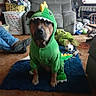 dog, costume, dinosaur, green, pet, indoor, living_room, rug, furniture, person, clothing, toy, ball, carpet, casual, seated, animal, mammal, home, cute