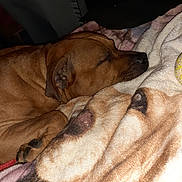 Brutus joined the competition — help win amazing prizes! dog, sleeping, brown_dog, blanket, cozy, indoor, paw, resting, pet, fur, snug, closeup, animal, canine, relaxation, soft_texture, warm_colors, quiet, comfort, nap