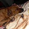 dog, sleeping, brown_dog, blanket, cozy, indoor, paw, resting, pet, fur, snug, closeup, animal, canine, relaxation, soft_texture, warm_colors, quiet, comfort, nap