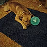 dog, brown_dog, sleeping, blue_rug, toy, green_ball, indoor, carpet, pet, resting, collar, furniture, cozy, relaxing, animal, laying_down, floor, domestic, companion, napping