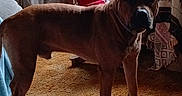 Brutus joined the competition — help win amazing prizes! alert, animal, blanket, brown_dog, canine, carpet, chair, collar, cozy, dog, domestic, floor, furniture, home, household, indoor, living_room, mammal, pet, standing