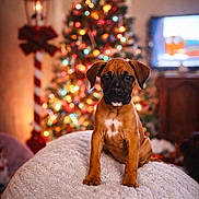 Rascal And Bella joined the competition — help win amazing prizes! blanket, bokeh, brown_dog, christmas, christmas_tree, cozy, cute, cute_pet, decorations, dog, festive, holiday_decor, indoor, lights, living_room, pet, puppy, soft_texture, warm_lighting, young_dog