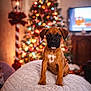 blanket, bokeh, brown_dog, christmas, christmas_tree, cozy, cute, cute_pet, decorations, dog, festive, holiday_decor, indoor, lights, living_room, pet, puppy, soft_texture, warm_lighting, young_dog
