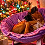 Rascal And Bella is registered to the contest to win money with this photo: animal, blurred_background, brown_dog, chair, christmas_tree, cozy, decorations, dog, festive, gift_box, holiday, holiday_lights, indoor, pet, puppy, purple_chair, relaxed, soft_lighting, warm, wooden_floor