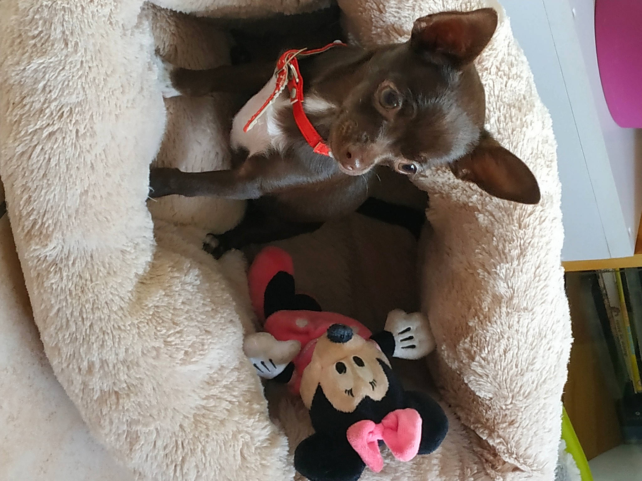 Myrtille a rejoint le concours — aidez-le/la à gagner de superbes lots ! carmine, carnivore, comfort, companion_dog, dog, dog_breed, fawn, fur, mammal, pink, plush, room, small_to_medium_sized_cats, snout, stuffed_toy, teddy_bear, toy, whiskers, window, working_animal