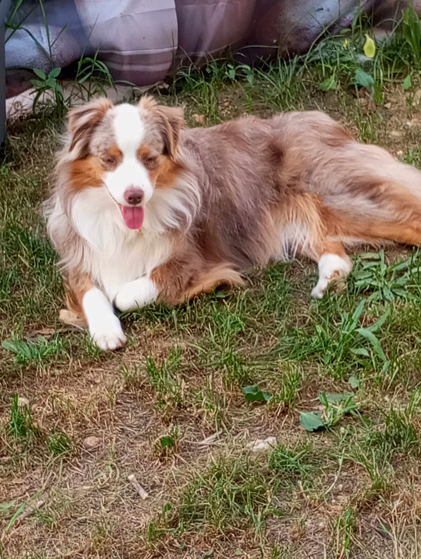 Apple participe au concours pour gagner de l'argent avec cette photo : dog, animal, outdoor, grass, panting, fur, pet, relaxed, nature, canine, mammal, brown, white, tongue, laying_down, happy, ears, ground, garden, sunlight