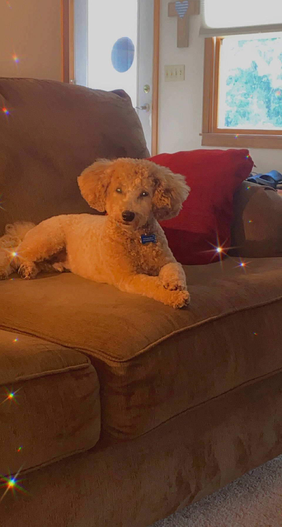 Buddy joined the competition — help win amazing prizes! carnivore, chair, comfort, companion_dog, couch, dog, dog_breed, fawn, flooring, furniture, hardwood, interior_design, lighting, snout, studio_couch, textile, toy, window, wood, working_animal