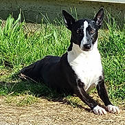 Athena participe au concours pour gagner de l'argent avec cette photo : dog, black_and_white, grass, outdoor, pet, animal, canine, sunlight, alert, ears_up, laying_down, nature, greenery, portrait, domestic_animal, muzzle, fur, daytime, sidewalk, concrete_wall