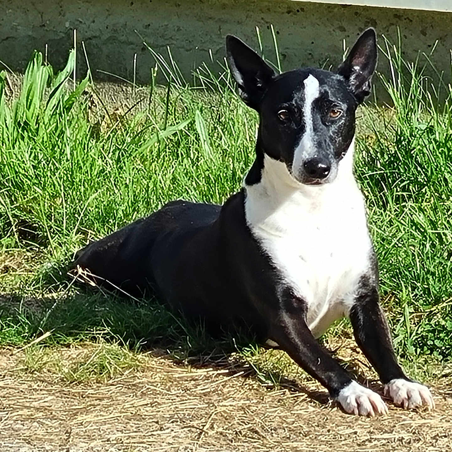 Athena