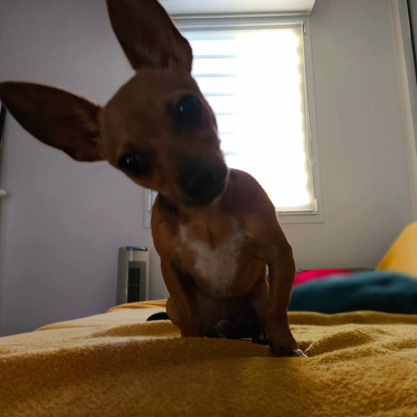 Anubis participe au concours pour gagner de l'argent avec cette photo : animal, bed, blanket, brown, canine, cozy, curious, dog, domestic_animal, ears, furniture, head_tilt, indoor, pet, portrait, room, small_dog, soft_light, window, yellow