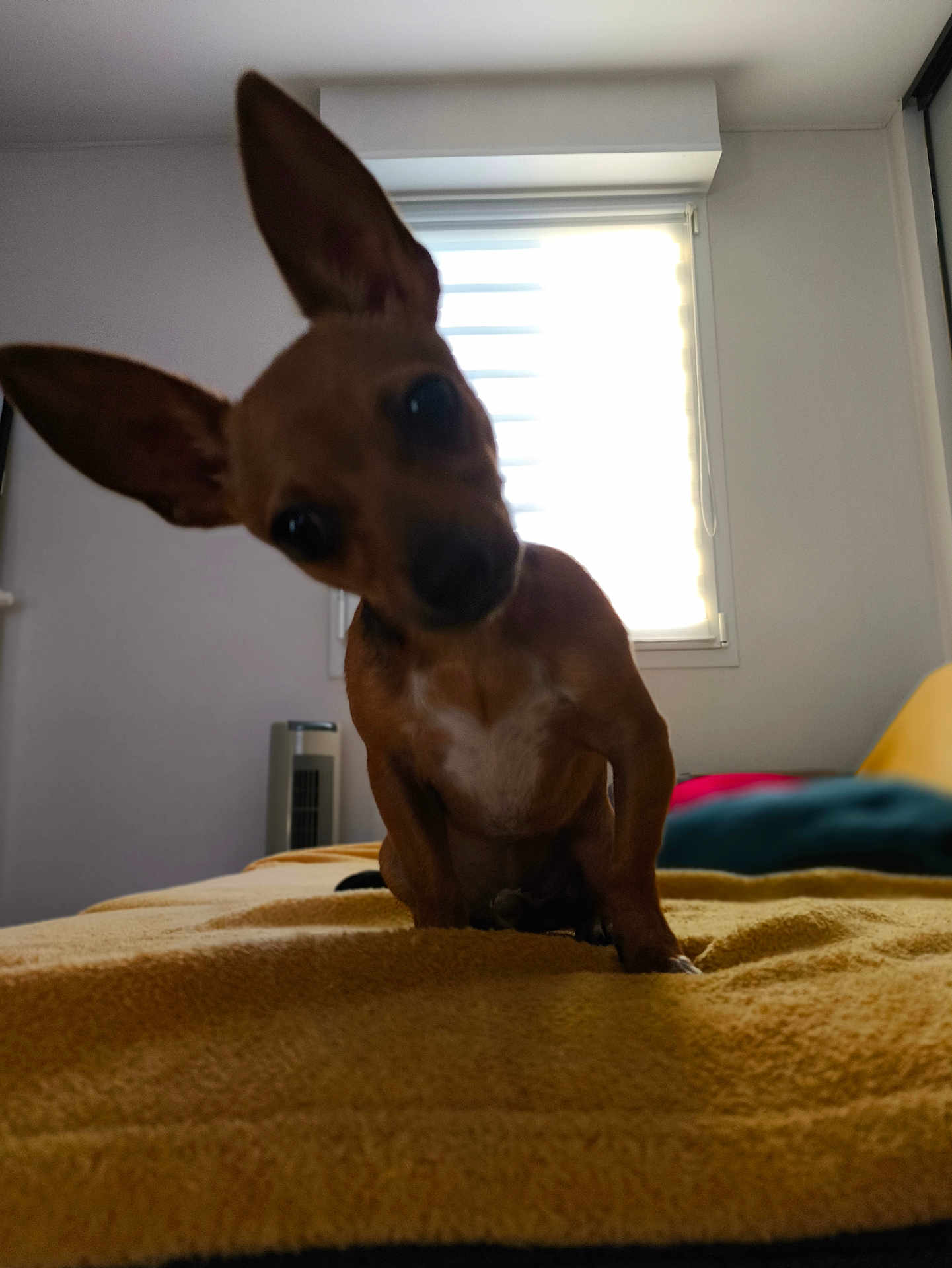 Anubis participe au concours pour gagner de l'argent avec cette photo : dog, small_dog, pet, indoor, blanket, bed, curious, ears, window, room, furniture, yellow, brown, canine, head_tilt, domestic_animal, cozy, soft_light, portrait, animal