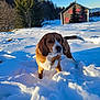 animal, background, blue_sky, canine, cold, daytime, dog, field, fur, house, landscape, mammal, nature, outdoor, pet, rural, snow, sunlight, trees, winter