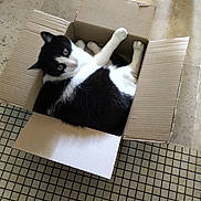 Petitou a rejoint le concours — aidez-le/la à gagner de superbes lots ! cat, black_and_white, cardboard_box, floor, tile, mat, pet, animal, indoor, curious, cute, lying_down, feline, whiskers, paws, relaxed, domestic, box, looking_up, cozy
