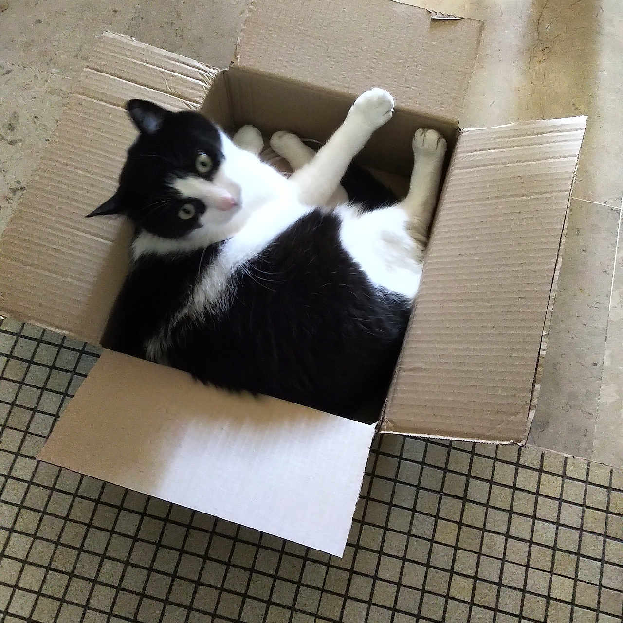 Petitou a rejoint le concours — aidez-le/la à gagner de superbes lots ! animal, black_and_white, box, cardboard_box, cat, cozy, curious, cute, domestic, feline, floor, indoor, looking_up, lying_down, mat, paws, pet, relaxed, tile, whiskers