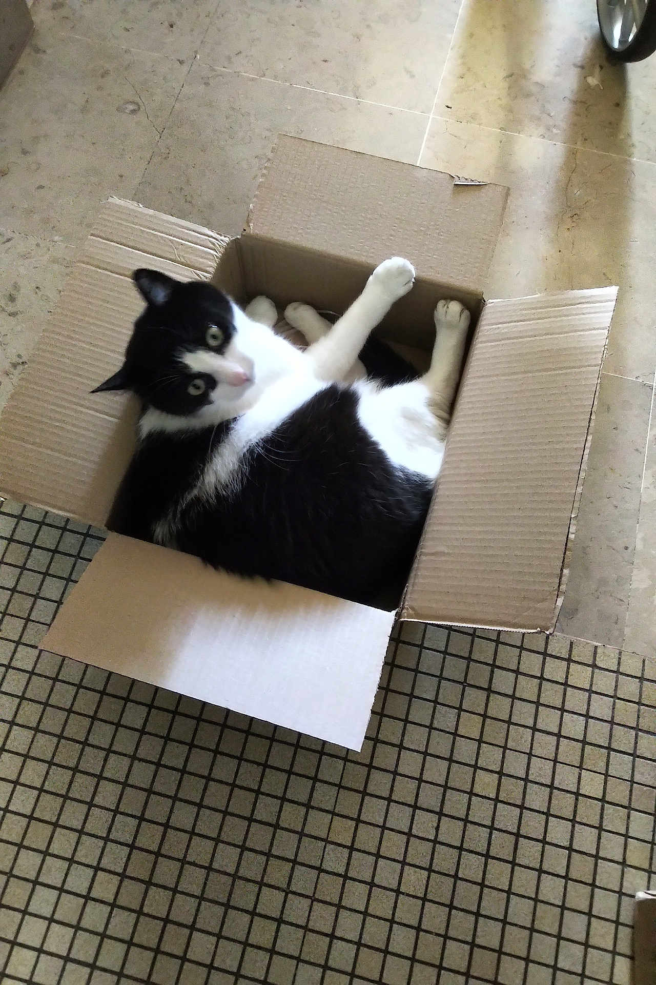 Petitou a rejoint le concours — aidez-le/la à gagner de superbes lots ! cat, black_and_white, cardboard_box, floor, tile, mat, pet, animal, indoor, curious, cute, lying_down, feline, whiskers, paws, relaxed, domestic, box, looking_up, cozy