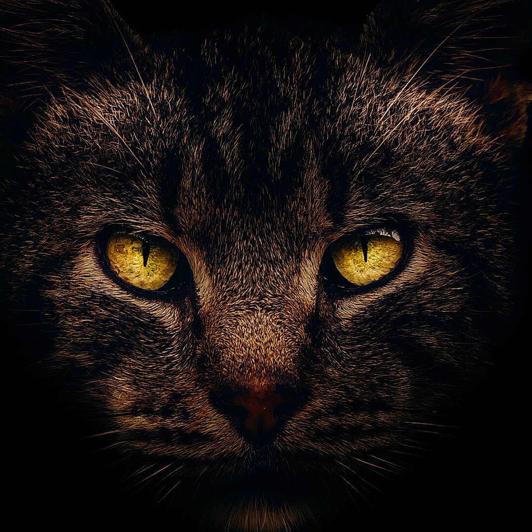 Baloo participe au concours pour gagner de l'argent avec cette photo : animal, black, cat, close_up, dark_background, eyes, face, feline, fur, intense_gaze, macro, mystery, nature, nocturnal, pet, portrait, texture, whiskers, wildlife, yellow_eyes