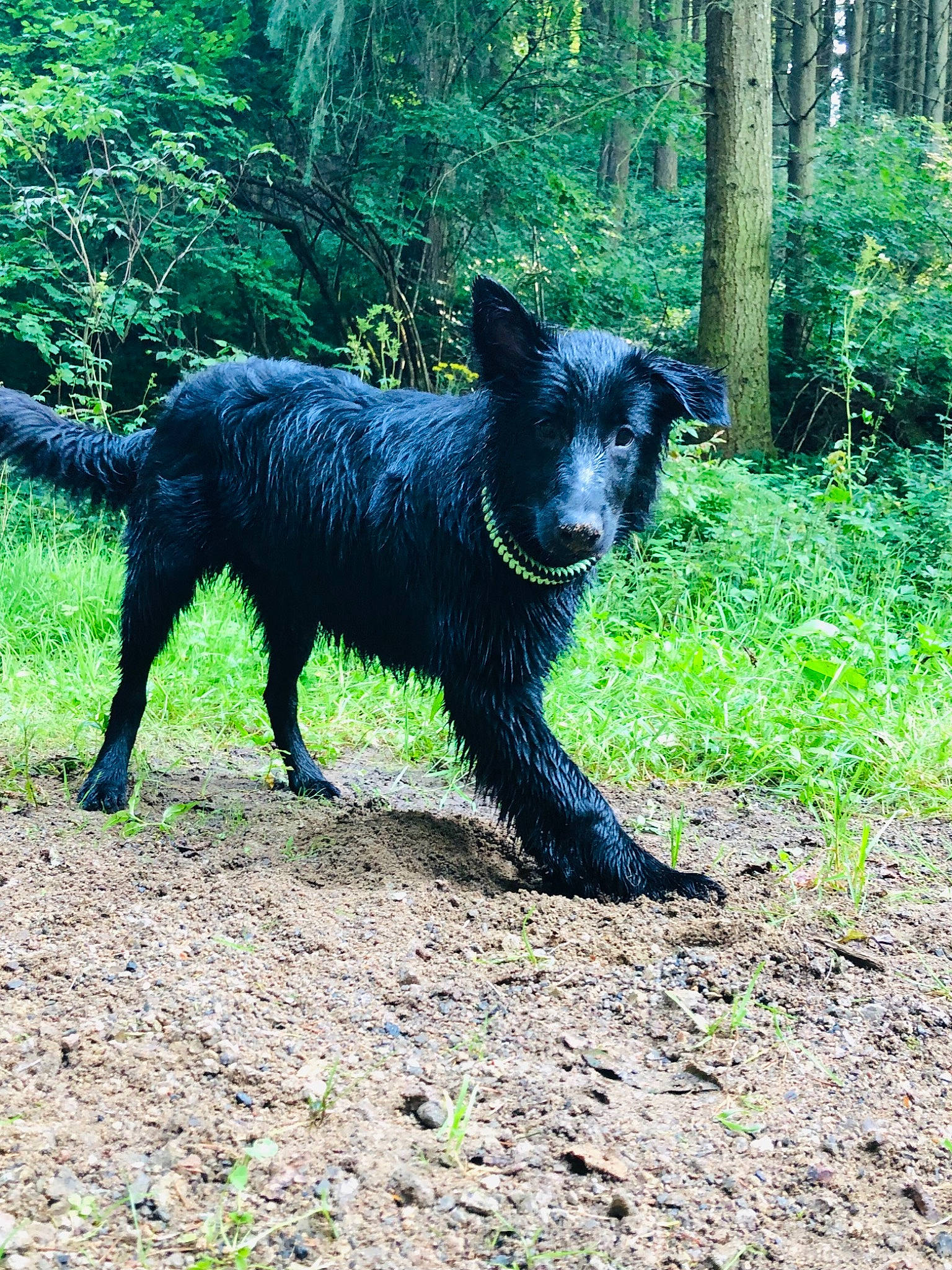 Ptit Bibi a rejoint le concours — aidez-le/la à gagner de superbes lots ! canidae, carnivore, dog, dog_breed, fur, grass, groundcover, natural_landscape, northern_hardwood_forest, plant, snout, sporting_group, tail, temperate_broadleaf_and_mixed_forest, terrestrial_animal, terrestrial_plant, tree, trunk, wildlife, working_animal