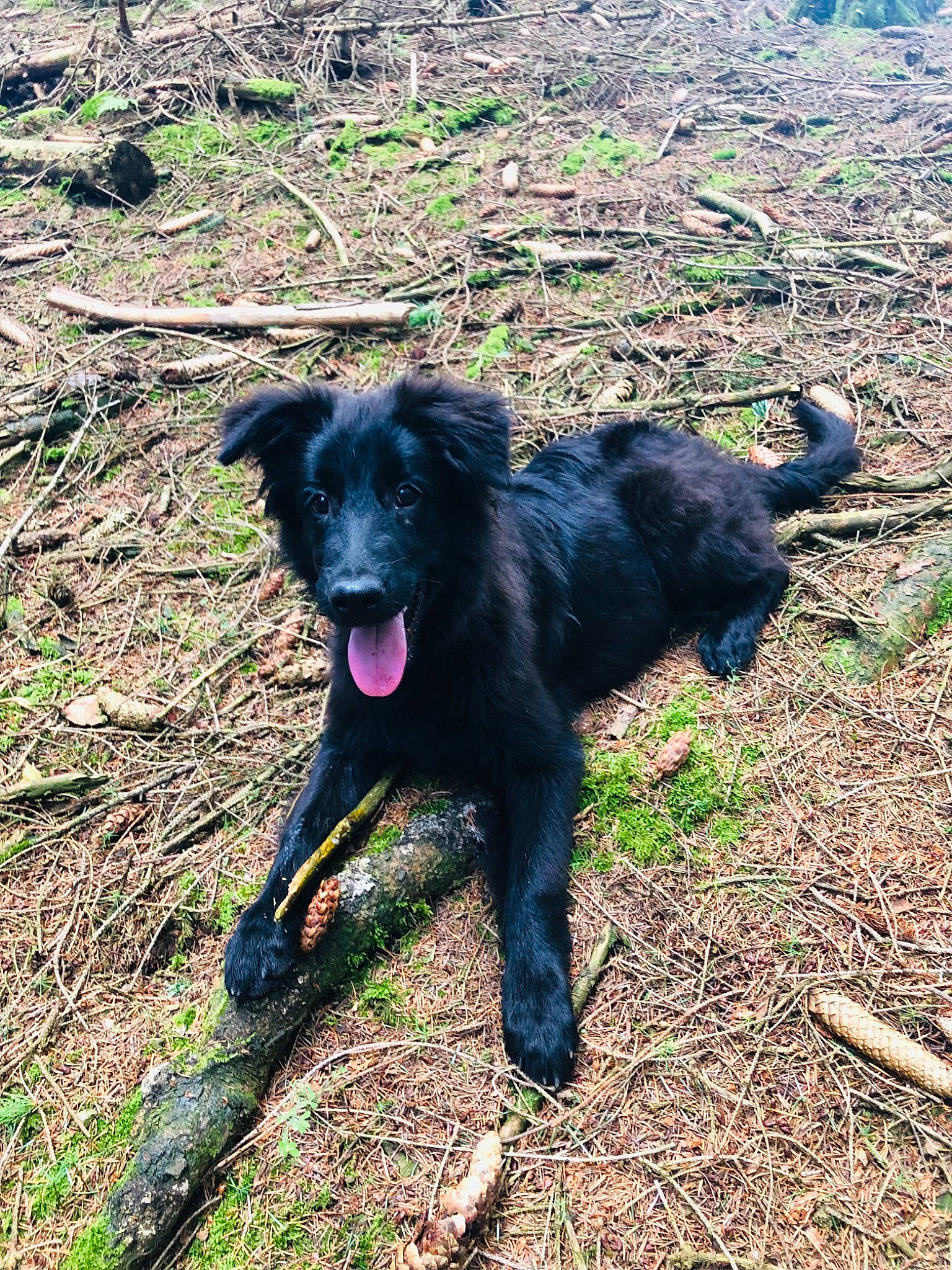 Ptit Bibi a rejoint le concours — aidez-le/la à gagner de superbes lots ! adventure, borador, canidae, carnivore, companion_dog, dog, dog_breed, fur, grass, gun_dog, hunting_dog, labrador_retriever, plant, retriever, soil, sporting_group, tail, terrestrial_animal, working_animal