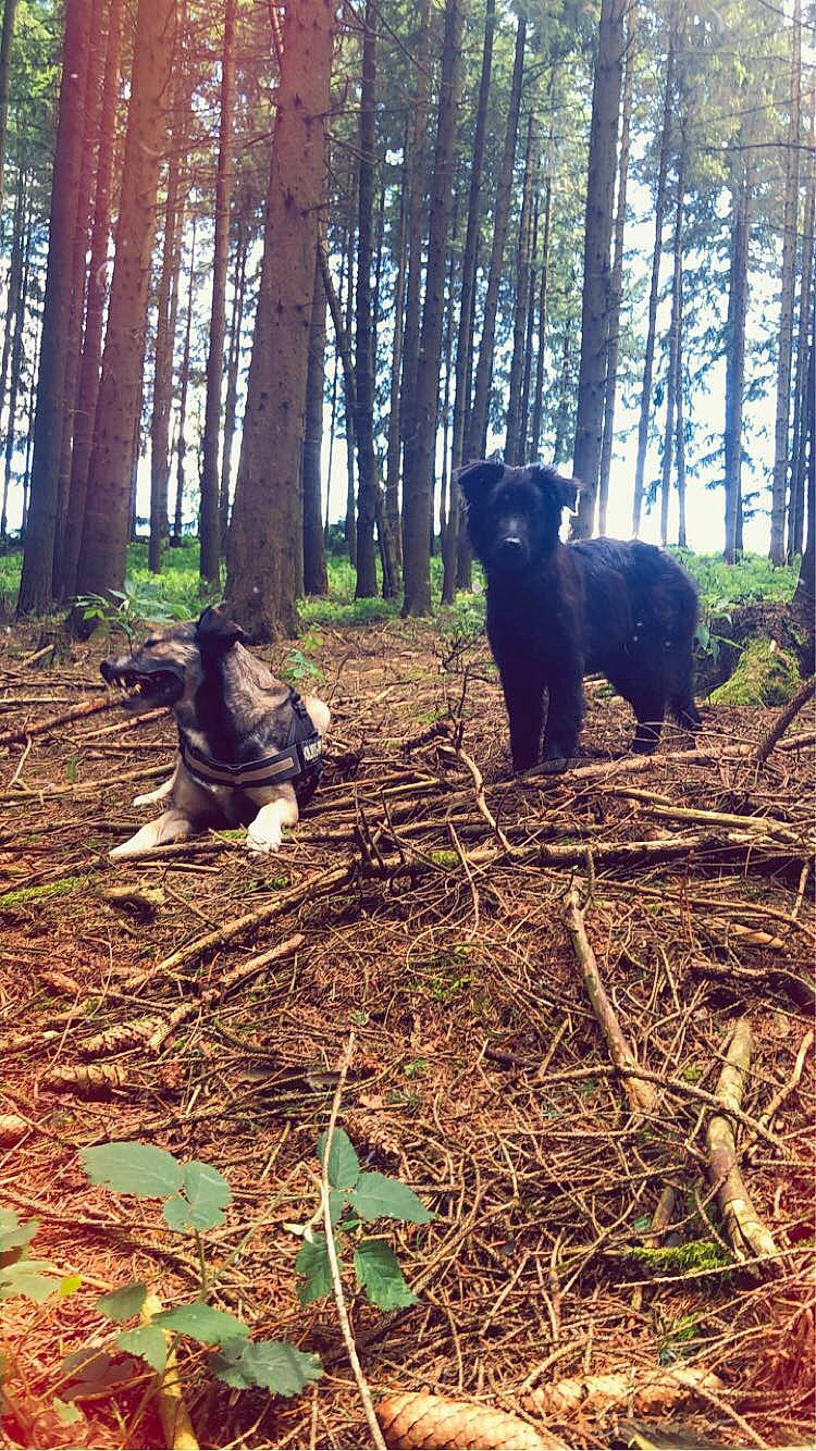 Ptit Bibi a rejoint le concours — aidez-le/la à gagner de superbes lots ! biome, carnivore, deciduous, forest, grass, landscape, leaf, natural_landscape, people_in_nature, plant, soil, temperate_broadleaf_and_mixed_forest, terrestrial_animal, terrestrial_plant, tree, trunk, wood, woodland, woody_plant, working_animal