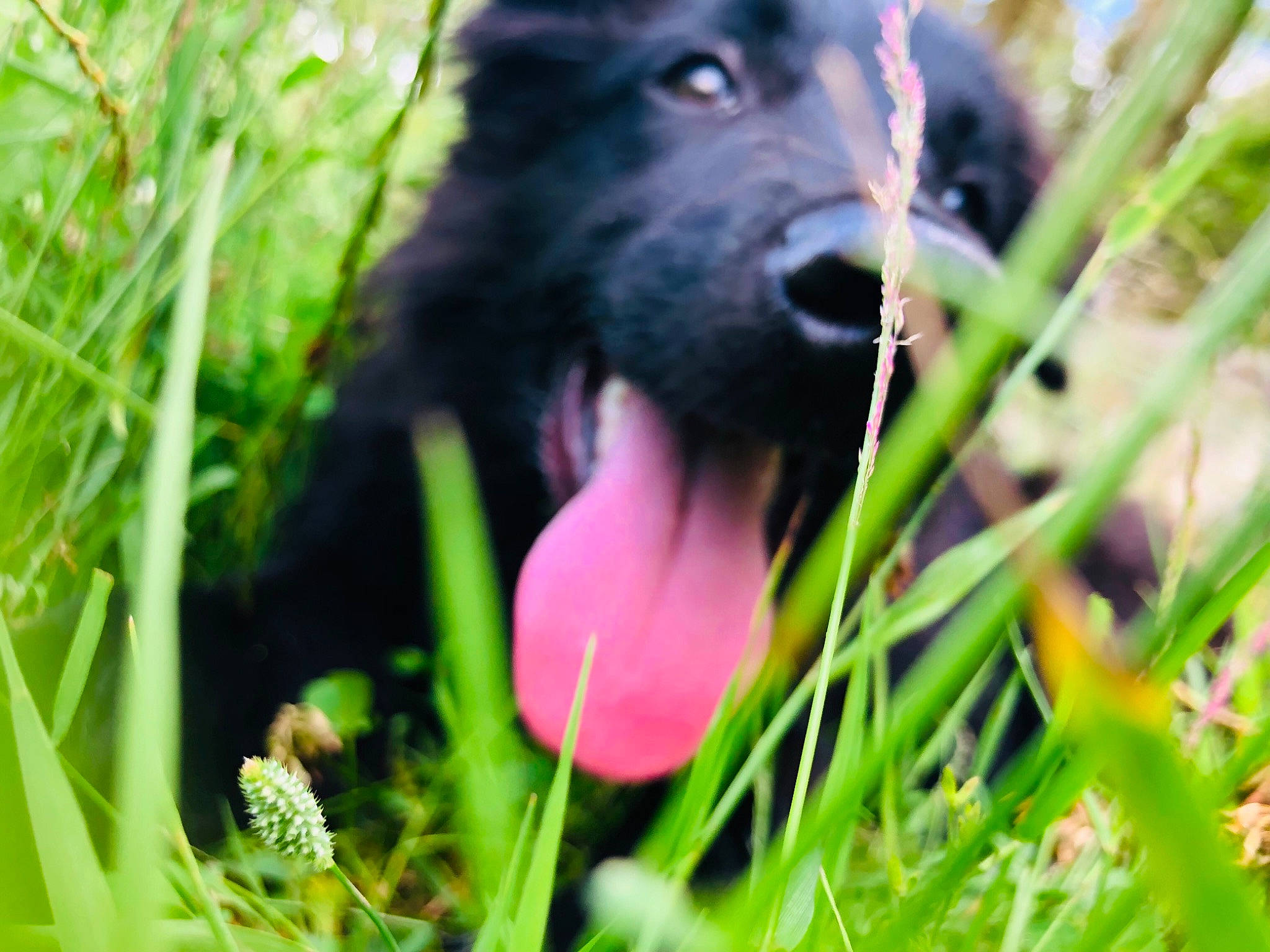 Ptit Bibi participe au concours pour gagner de l'argent avec cette photo : annual_plant, borador, canidae, carnivore, companion_dog, dog, dog_breed, fang, fur, grass, grassland, groundcover, magenta, plant, sporting_group, terrestrial_animal, terrestrial_plant, wildlife, working_animal, working_dog