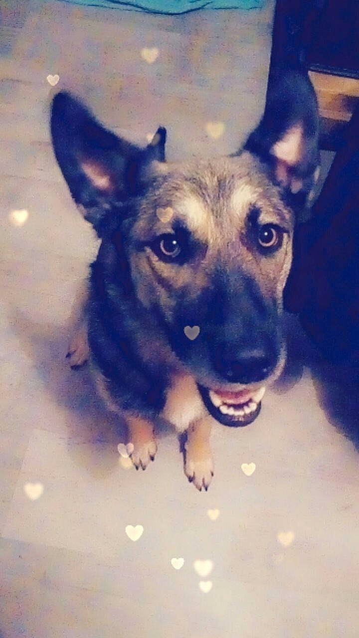 Orki participe au concours pour gagner de l'argent avec cette photo : canidae, carnivore, dog, dog_breed, ear, fawn, feist, german_shepherd_dog, mammal, nose, potcake_dog, rare_breed_dog, snout, street_dog, vertebrate, whiskers, working_dog