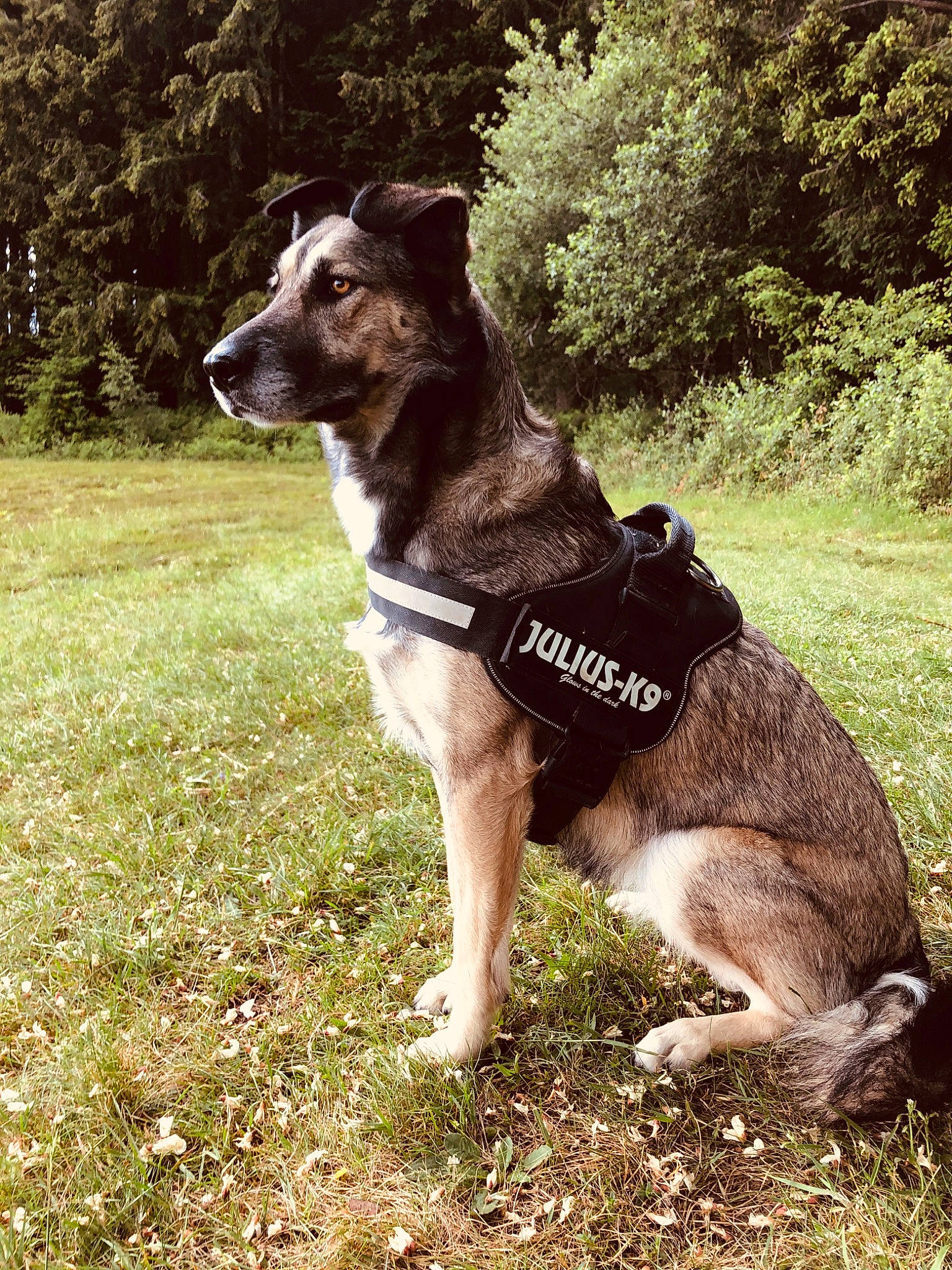 Orki participe au concours pour gagner de l'argent avec cette photo : adventure, border_collie, canidae, carnivore, companion_dog, dog, dog_breed, grass, hunting_dog, mammal, rare_breed_dog, sporting_group, tail, vertebrate