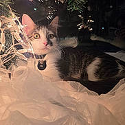 Ollie joined the competition — help win amazing prizes! animal, cat, christmas_lights, closeup, collar, cozy, curious, cute, decor, festive, holiday, indoor, pet, reflection, resting, soft_lighting, tabby, whiskers, white_fabric, window