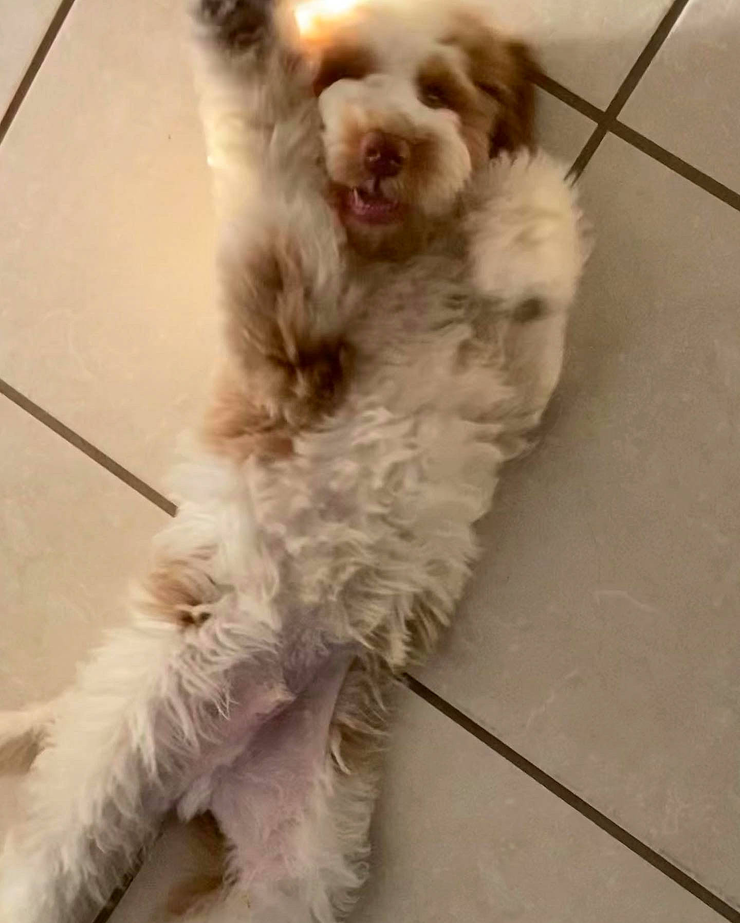 Arlo Falcon joined the competition — help win amazing prizes! canidae, carnivore, companion_dog, dog, dog_breed, dog_supply, flooring, fur, labradoodle, liver, maltepoo, paw, shih_poo, small_terrier, snout, tail, terrier, toy_dog, whiskers, working_animal