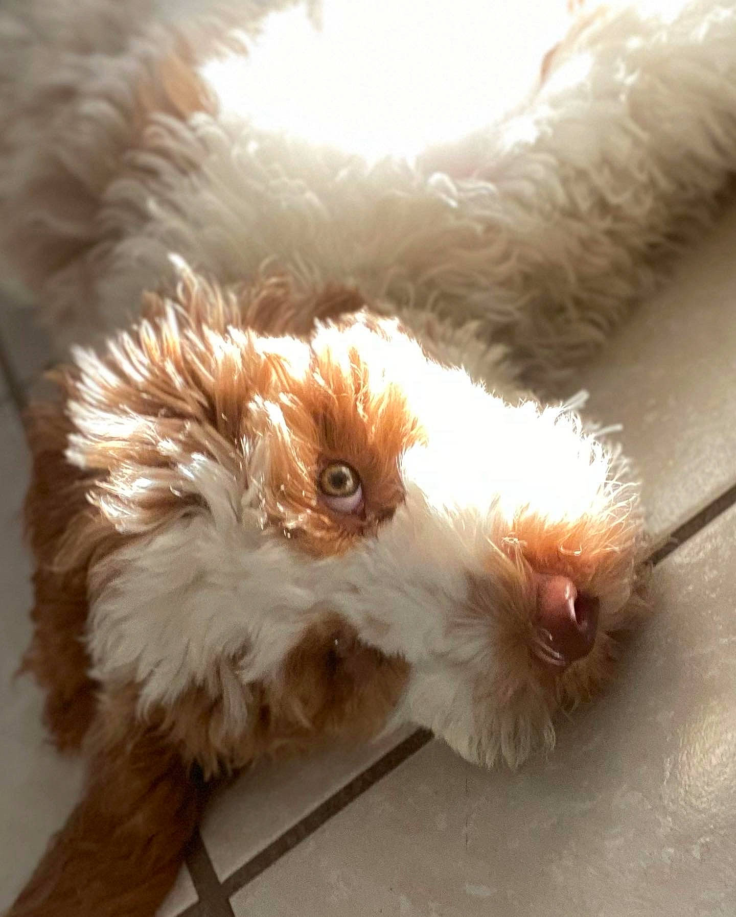 Arlo Falcon is registered to the contest to win money with this photo: animal_product, canidae, carnivore, companion_dog, dog_breed, ear, fawn, feather, foot, fur, liver, natural_material, paw, snout, sporting_group, tail, terrestrial_animal, toy, toy_dog, whiskers