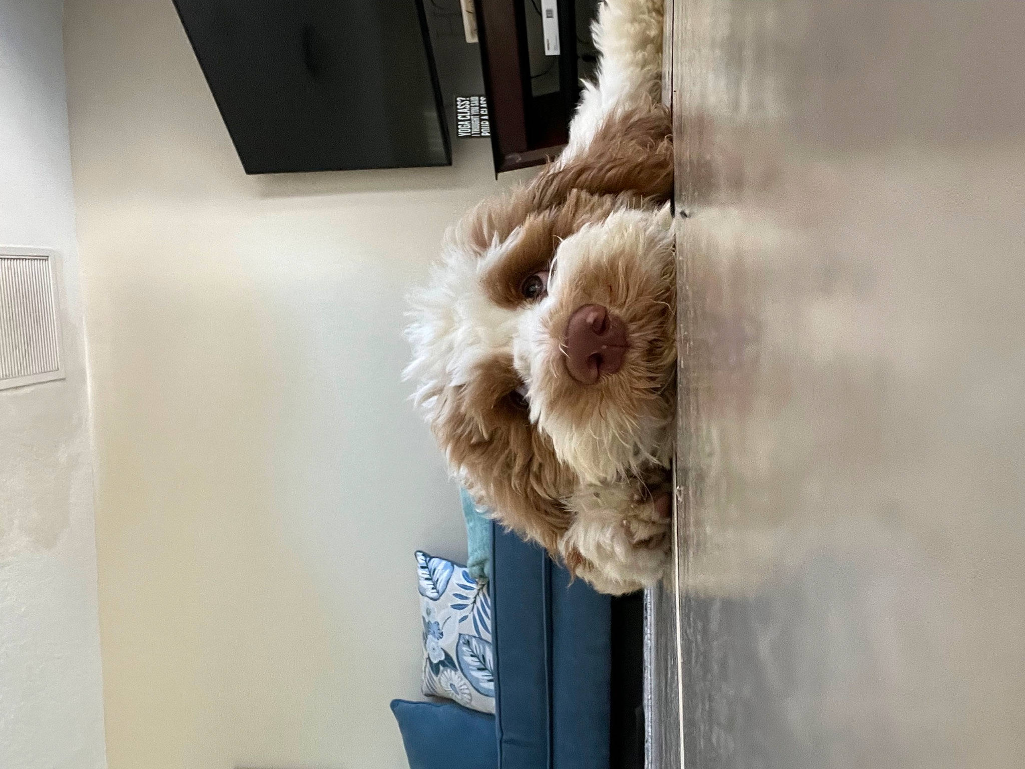 Arlo Falcon is registered to the contest to win money with this photo: companion_dog, dog_breed, flooring, fur, room, shelving, sporting_group, tail, teddy_bear, terrier, toy, window, wood