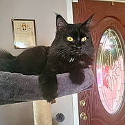 Binx is registered to the contest to win money with this photo: black_cat, cat, indoor, cat_tree, yellow_eyes, feline, pet, perch, door, glass_window, wooden_door, wall, framed_picture, cozy, fur, whiskers, animal, resting, close_up, home_interior