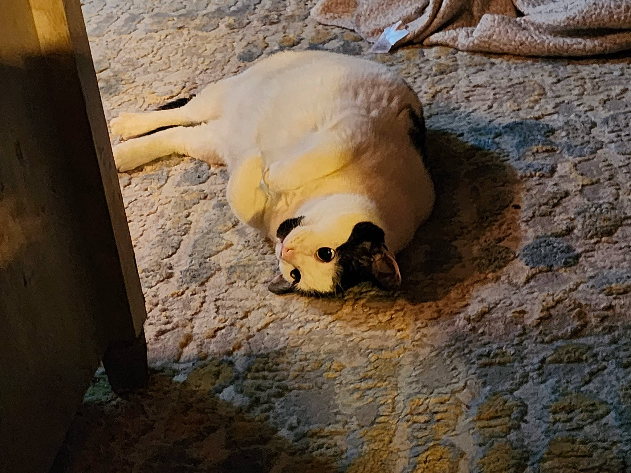 Kilo joined the competition — help win amazing prizes! beak, bird, fawn, skull, snout, soil, terrestrial_animal, water_bird, wildlife, wood