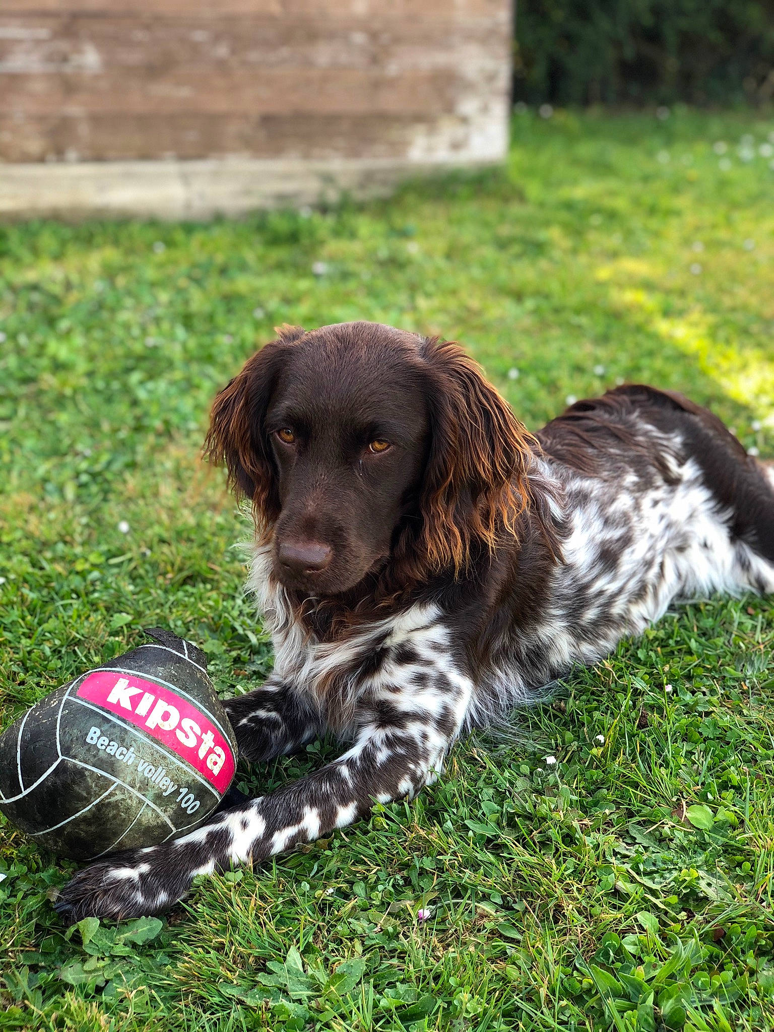 Rmione a rejoint le concours — aidez-le/la à gagner de superbes lots ! ball, canidae, carnivore, cocker_spaniel, companion_dog, competition_event, dog, dog_breed, dog_supply, english_cocker_spaniel, football, grass, gun_dog, liver, soccer_ball, spaniel, sporting_group, sports_equipment, sports_toy, terrestrial_animal