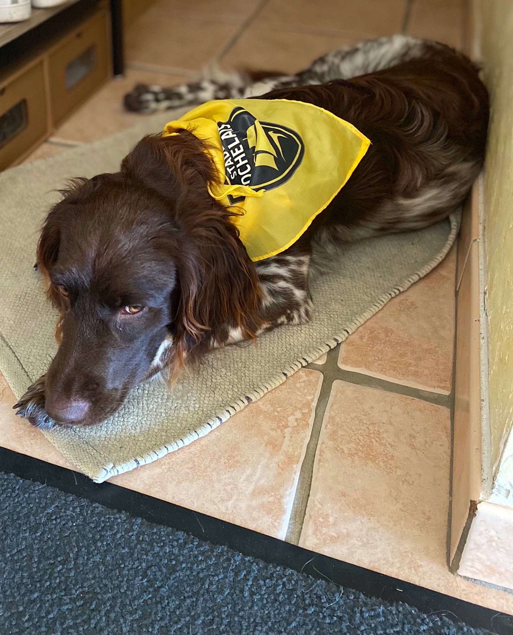 Rmione participe au concours pour gagner de l'argent avec cette photo : cabinetry, carnivore, chest_of_drawers, companion_dog, dog, dog_breed, dog_supply, door_mat, drawer, flooring, fur, hardwood, home_appliance, liver, pet_supply, snout, spaniel, sporting_group, wood, working_animal