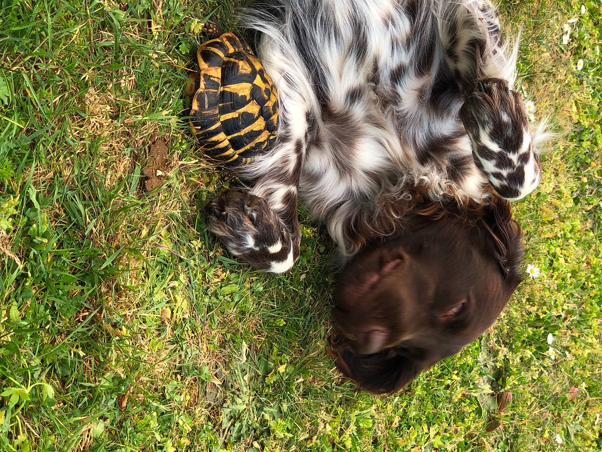 Rmione a rejoint le concours — aidez-le/la à gagner de superbes lots ! bengal_tiger, big_cats, canidae, dog_breed, fawn, felidae, fur, grass, groundcover, liver, livestock, primate, siberian_tiger, small_to_medium_sized_cats, snout, sporting_group, tail, terrestrial_animal, tiger, whiskers