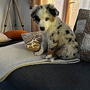 Baïko a rejoint le concours — aidez-le/la à gagner de superbes lots ! puppy, dog, merle_coat, fluffy, sitting, couch, sofa, blanket, pillows, indoor, living_room, curtains, lamp, dreamcatcher, portrait, pet, cute, animal, home_decor, warm_lighting