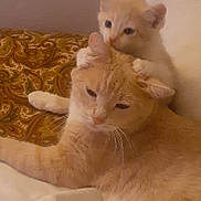 Bella And Babe joined the competition — help win amazing prizes! animal, cat, closeup, companion, cuddle, cute, cute_animal, domestic, ears, feline, fur, indoor, kitten, orange_cat, paw, pet, playful, resting, snuggle, whiskers