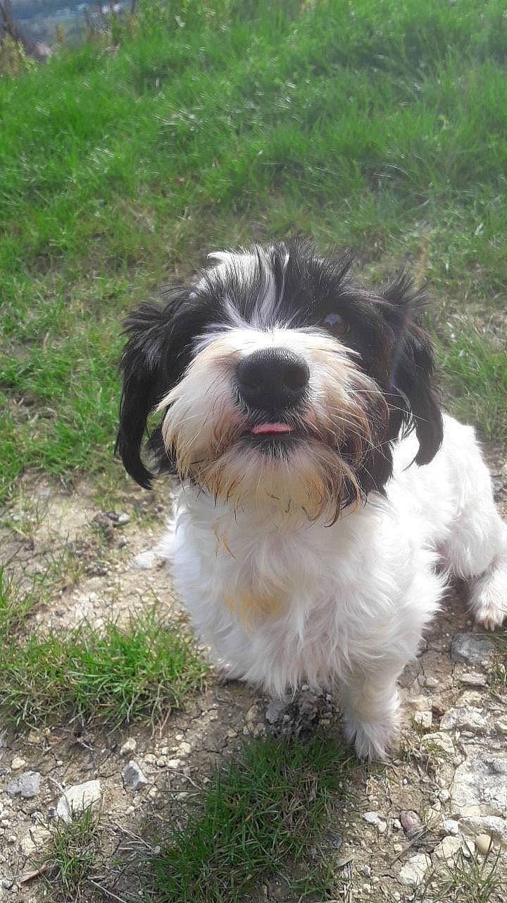 Ted a rejoint le concours — aidez-le/la à gagner de superbes lots ! canidae, carnivore, companion_dog, dog, dog_breed, fur, grass, liver, maltepoo, non_sporting_group, plant, small_terrier, snout, sporting_group, terrestrial_animal, terrier, toy_dog, water_dog, working_animal, working_dog