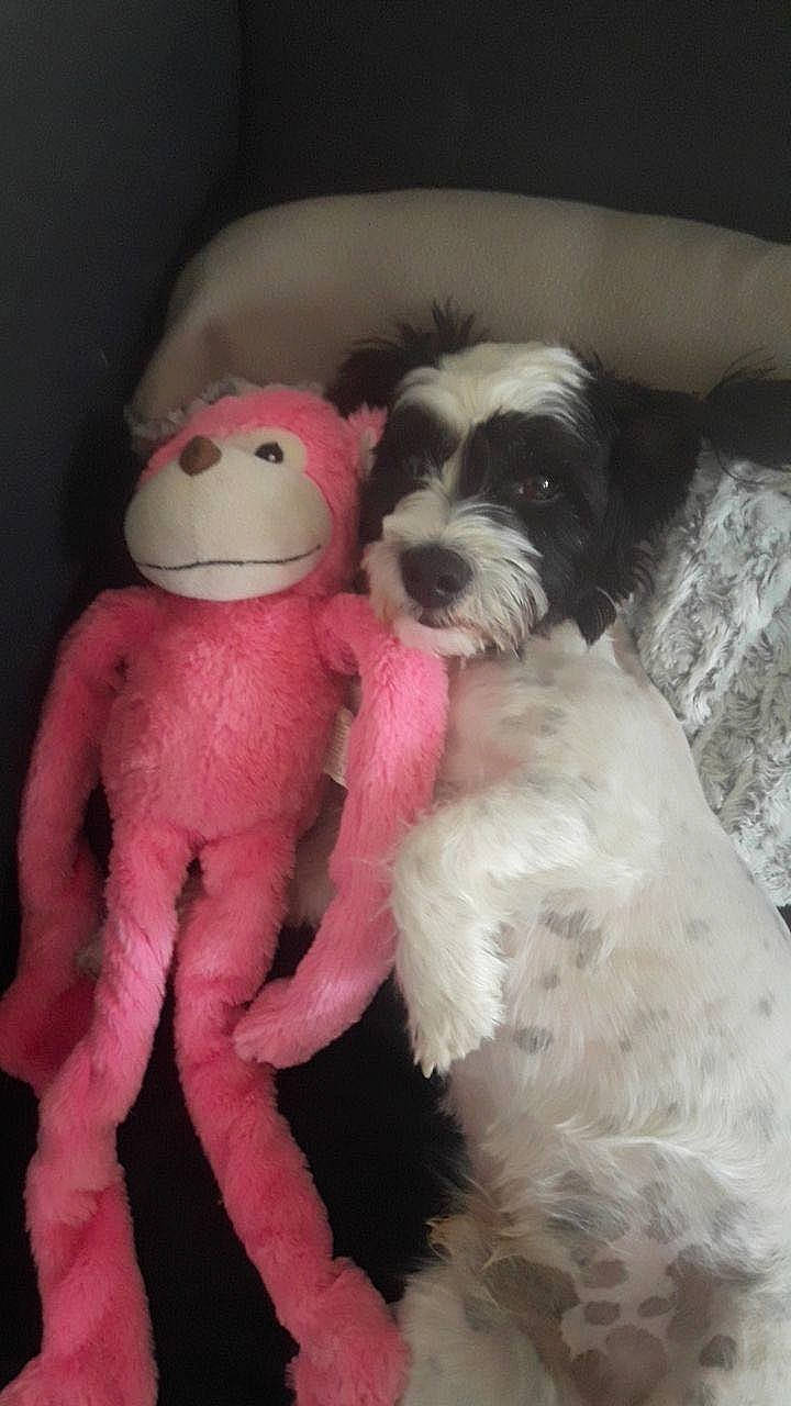 Ted participe au concours pour gagner de l'argent avec cette photo : canidae, carnivore, companion_dog, dog, dog_breed, fur, labradoodle, non_sporting_group, paw, primate, puppy_love, small_terrier, sporting_group, stuffed_toy, tail, terrier, toy, toy_dog, wool, working_animal