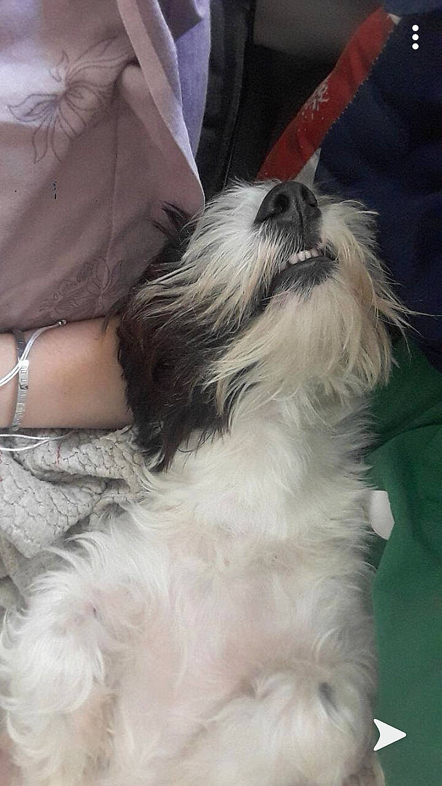 Ted participe au concours pour gagner de l'argent avec cette photo : canidae, carnivore, chinese_imperial_dog, companion_dog, dog, dog_breed, havanese, kyi_leo, lhasa_apso, lowchen, mammal, non_sporting_group, polish_lowland_sheepdog, puppy, rare_breed_dog, shih_tzu, sporting_group, tibetan_terrier, toy_dog, vertebrate