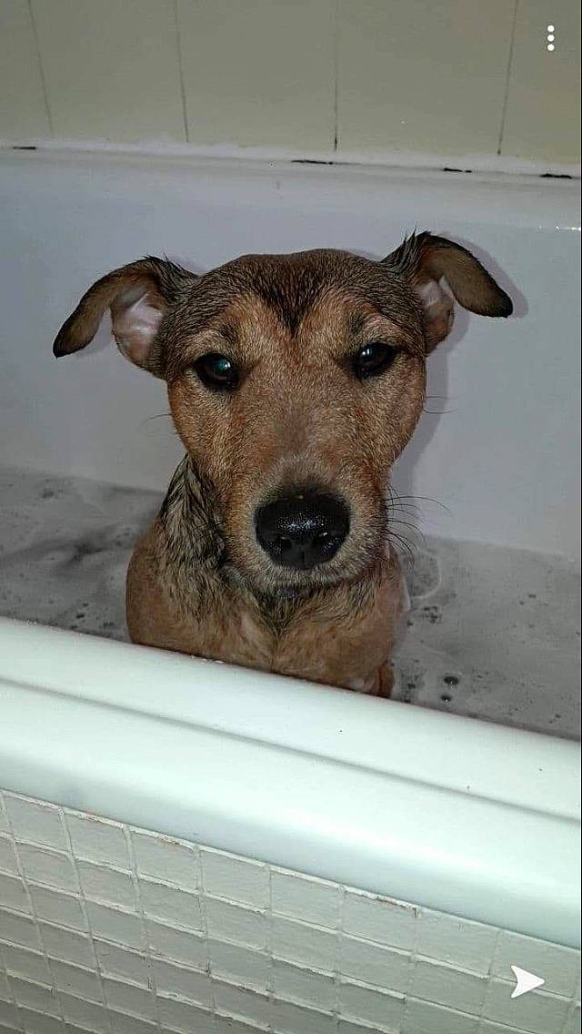 Narcos participe au concours pour gagner de l'argent avec cette photo : canidae, carnivore, dog, dog_breed, fawn, mammal, mountain_cur, potcake_dog, snout, street_dog, vertebrate, whiskers