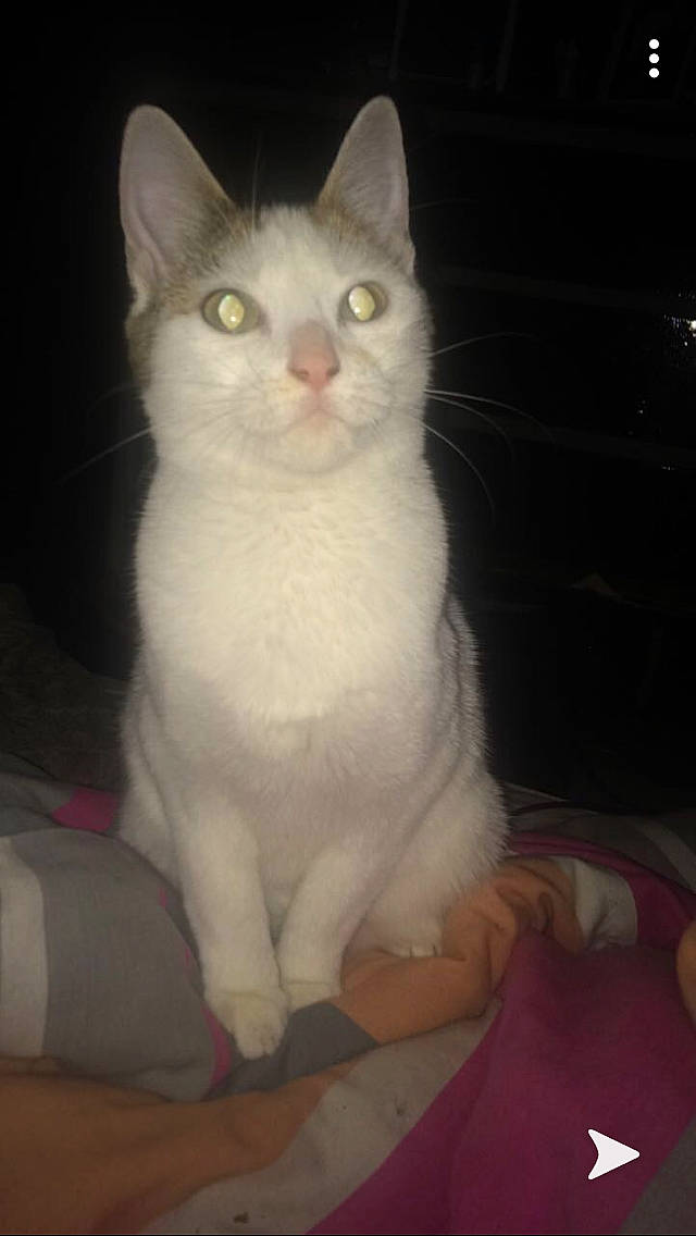 Perle a rejoint le concours — aidez-le/la à gagner de superbes lots ! aegean_cat, american_wirehair, asian, burmilla, carnivore, cat, domestic_long_haired_cat, domestic_short_haired_cat, eye, felidae, javanese, khao_manee, kitten, mammal, polydactyl_cat, small_to_medium_sized_cats, turkish_angora, turkish_van, vertebrate, whiskers