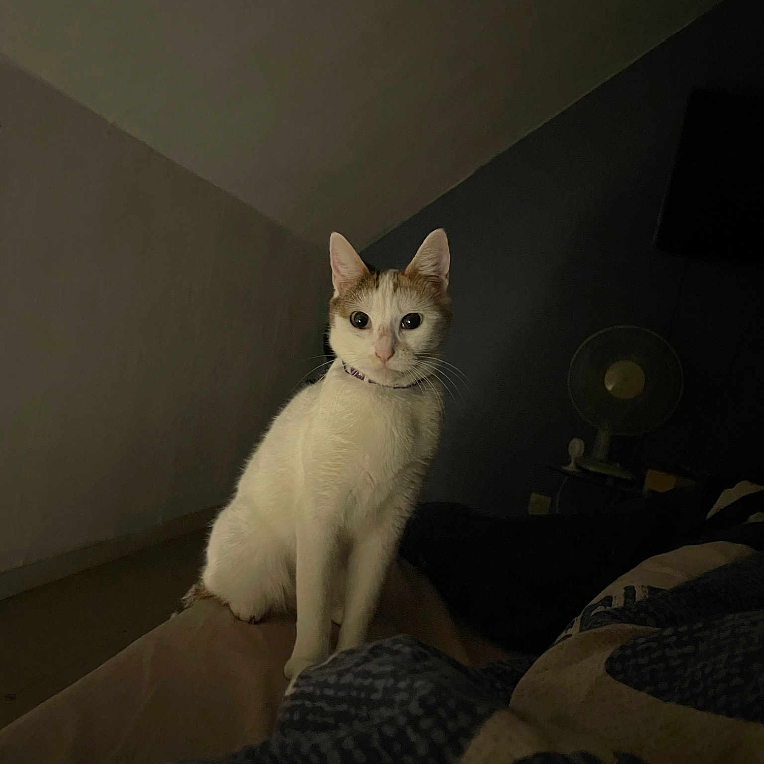 Perle